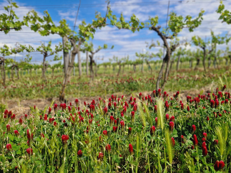 Crimson clover - Inkarnatklee